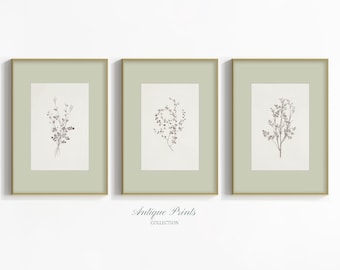 Neutral Botanical Wall Art, Vintage Branch Drawing, Set of 3 Minimalist Sage Green Floral Prints, PRINTABLE Farmhouse Cottagecore Decor