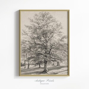 Neutral Antique Pine Tree Drawing, Forest Sketch Art, Vintage Rustic Nursery Pine Tree Print, Woodland Farmhouse Decor - PRINTABLE
