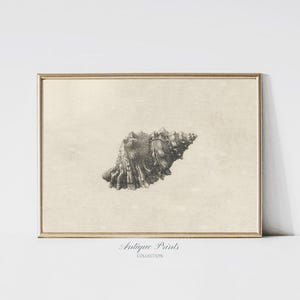 Antique Seashell Drawing, Vintage Seashell Sketch Art, Coastal Wall Art, Seashell Print, Beach Cottage Decor -  PRINTABLE