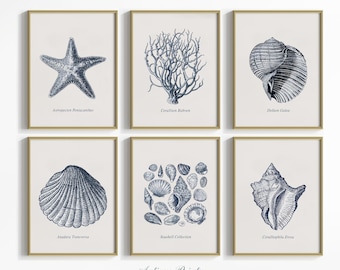 Dibujo de concha antigua, boceto de concha vintage, juego de pared de galería costera, juego de 6 láminas de concha, decoración de cabaña de playa - IMPRIMIBLE
