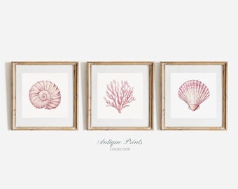 Coastal Prints, Printable Set of 3 Square Beach Wall Art, Watercolor Seashell Sketch, Light Pink Coastal Decor, Shell Drawing, Digital Art