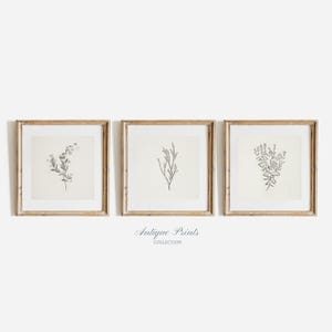 Set of 3 Neutral Branch Square Drawing, Vintage Botanical Gallery Wall Set Prints, Flower Antique 3 Pieces Square Wall Art - PRINTABLE