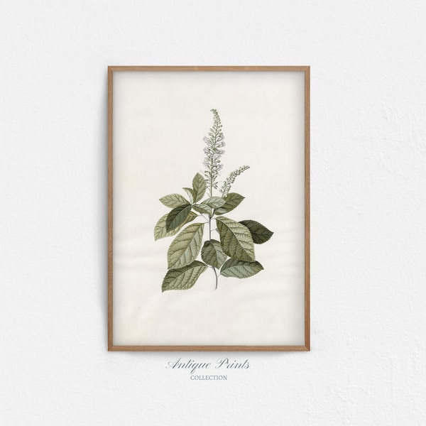 Neutral Floral Vintage Drawing, Botanical Sketch Art, PRINTABLE Antique Branch Sketch, Farmhouse Elegant Wall Decor