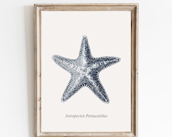 Puede incluir: Impresión enmarcada que presenta una ilustración detallada de una estrella de mar, en tonos azules y blancos. La estrella de mar está etiquetada como "Astropecten Pentacanthus" y la impresión forma parte de la "Colección de Grabados Antiguos". El marco es de color marrón claro.