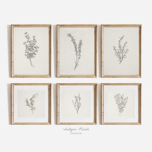 Conjunto de 6 gravuras botânicas vintage neutras, conjunto de galeria de desenho de galhos, arte de parede vertical e quadrada com 6 peças de flores antigas - PARA IMPRIMIR