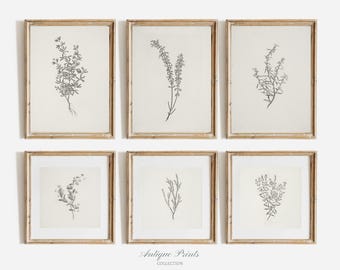Set von 6 neutralen botanischen Vintage-Drucken, Zweigzeichnung Galerie-Wand-Set, Blumen-Antik 6 Stück vertikale und quadratische Wandkunst - DRUCKBAR