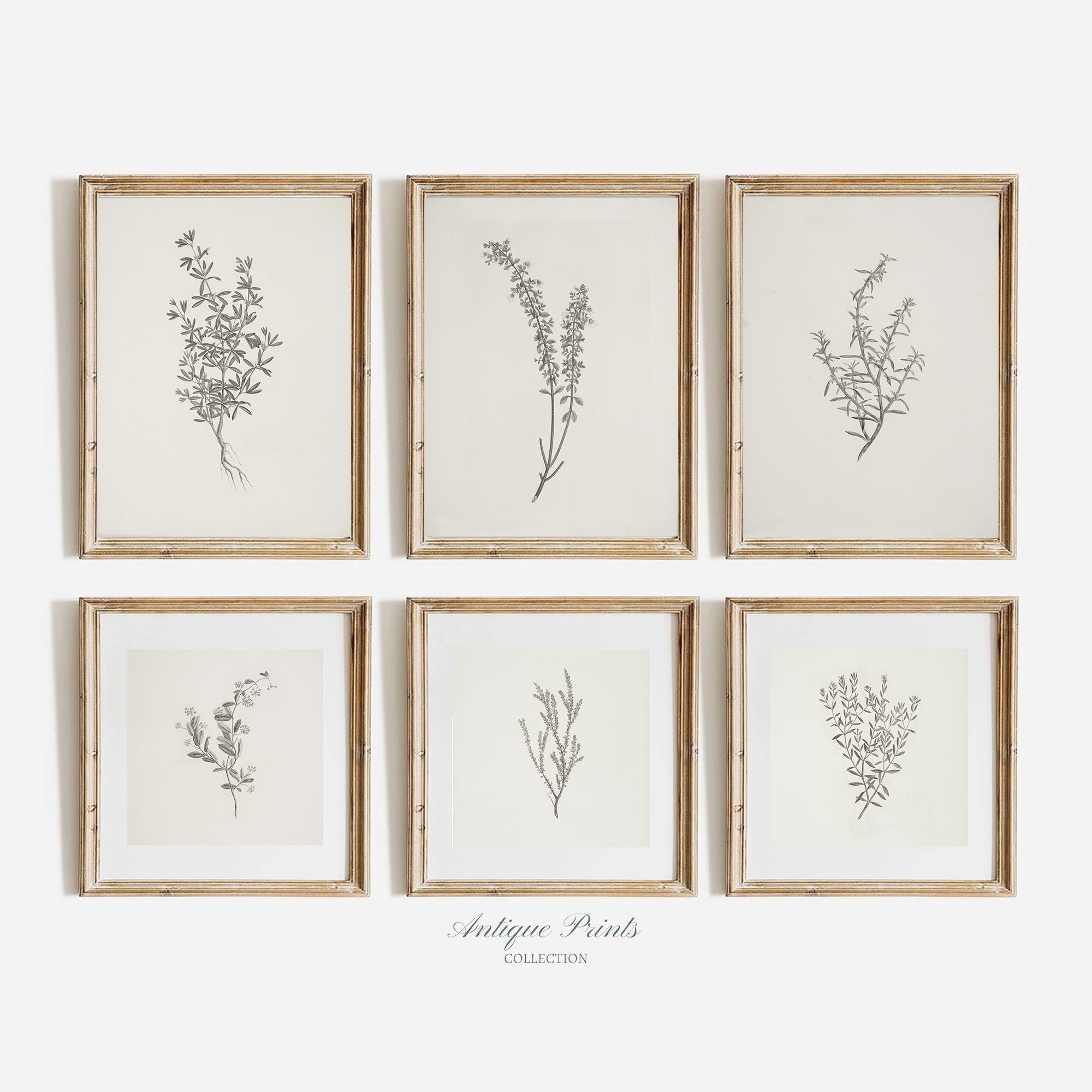 Set of 6 Neutral Botanical Vintage Prints, Branch Drawing Gallery Wall Set, Flower Antique 6 Pieces Vertical and Square Wall Art - PRINTABLE
