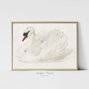 Swan Drawing, Vintage Girl Nursery Wall Art, Antique Swan Painting, Girls Room Print, White Swan Print, Still life Wall Art -  PRINTABLE