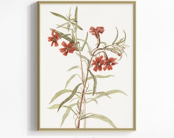 Impresión botánica vintage, arte mural de flores rojas, dibujo floral antiguo, decoración rústica de cabaña - Descarga digital, arte de amapolas imprimible