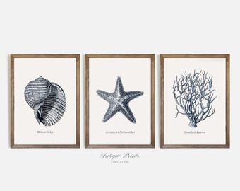 Arte antiguo de bocetos de conchas marinas, dibujo vintage de conchas marinas, juego de galería costera de pared, juego de 3 impresiones de conchas marinas, decoración de cabaña de playa - IMPRIMIBLE