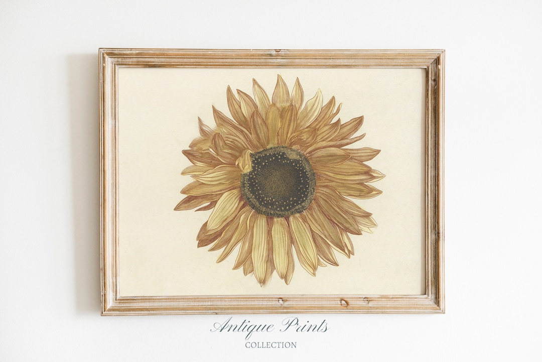 Vintage Sunflower Wall Art, Botanical Drawing, Antique Sunflower Sketch