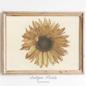Vintage Sonnenblume Wand Kunst, botanische Zeichnung, antike Sonnenblume Skizze, Sonnenblume Druck, Sommer Bauernhaus Dekor - PRINTABLE