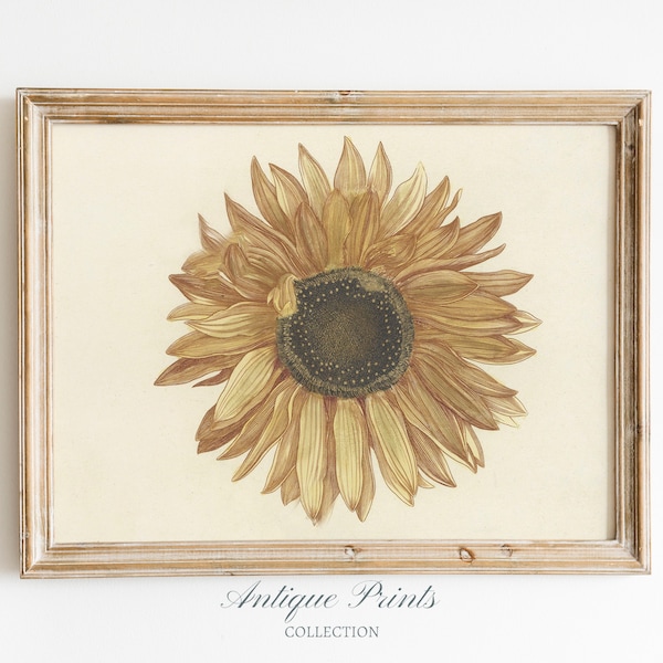 Vintage Sunflower Wall Art, Botanical Drawing, Antique Sunflower Sketch Art, Sunflower Print, Summer Farmhouse Decor - PRINTABLE