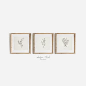 Square Botanical Prints Set of 3, Neutral Branch Drawing, Vintage Botanical Gallery Wall Set, Flower Sketch 3 Pieces Wall Art, 8x8 5x5 12x12