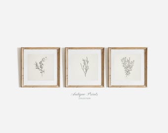 Square Botanical Prints Set of 3, Neutral Branch Drawing, Vintage Botanical Gallery Wall Set, Flower Sketch 3 Pieces Wall Art, 8x8 5x5 12x12