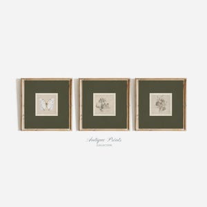 Square Prints Set of 3, Neutral Botanical Drawing, Vintage Sketch Gallery Wall Set, Butterfly Wall Art, Green Tones Wall Art, Flower Art
