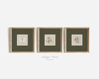 スクエアプリント3枚セット、ニュートラルな植物画、ヴィンテージスケッチギャラリーウォールセット、蝶のウォールアート、グリーントーンのウォールアート、フラワーアート