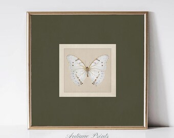 Butterfly Wall Art, Antique Square Butterfly Drawing, Vintage Cottagecore Wall Decor, Butterfly Sketch Art -  Digital PRINTABLE Art