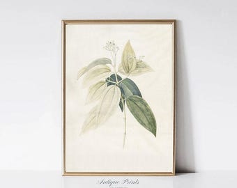 Neutral Botanical Vintage Drawing, Flowers Sketch Art, PRINTABLE Antique Branch Sketch, Farmhouse Elegant Wall Decor