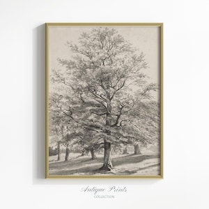 Neutrale antieke dennenboom tekening, bos schets kunst, vintage rustieke kwekerij pijnboom print, bosrijke boerderij decor - AFDRUKBAAR