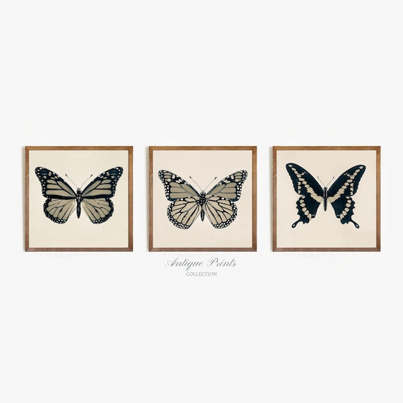 Affiche Vintage Papillon 1774 – Décoration Murale Chambre – Poster Multicolore 8x10 à 24x36