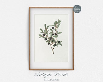 Vintage Watercolor Berry Print, Antique Rustic Botanical Painting, Neutral Farmhouse Wall Art - PRINTABLE