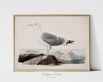 Dibujo de gaviota vintage, arte mural costero, boceto de gaviota antigua, decoración de cabaña de playa, impresión de bodegón - IMPRIMIBLE