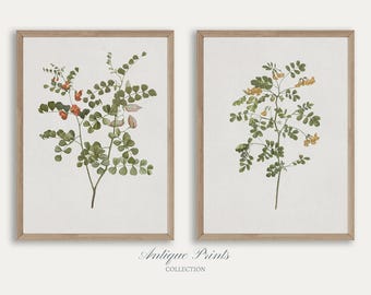 Set of 2 Neutral Branch Drawing, Vintage Botanical Gallery Wall Set, Antique Flowers 2 Pieces Wall Art, Neutral Floral Wall Set - PRINTABLE