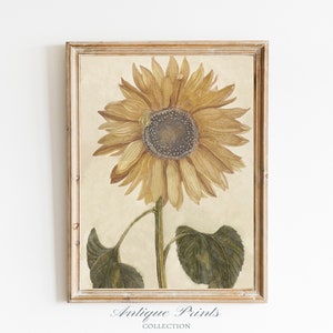 Dibujo de girasol vintage, arte de pared botánico, arte de boceto de girasol antiguo, impresión de girasol, decoración de granja de verano - IMPRIMIBLE