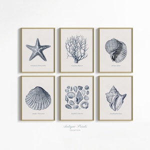 Antique Shell Prints, Mailed Vintage Seashell Sketch Art, Coastal Gallery Wall Set, Seashell Set of 6 Drawing, Beach Cottage Decor