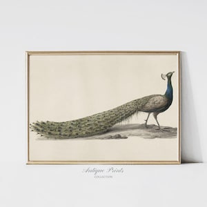 Peacock Wall Art, Vintage Indian Peacock Print, India Painting, Antique Nursery Wall Decor, Vintage India Home Decor - PRINTABLE