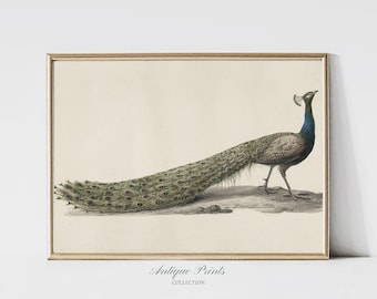 Pfau Wand Kunst, Vintage Indische Pfau Druck, Indien Malerei, Antike Kinderzimmer Wanddekoration, Vintage Indien Wohndekor - DRUCKBAR
