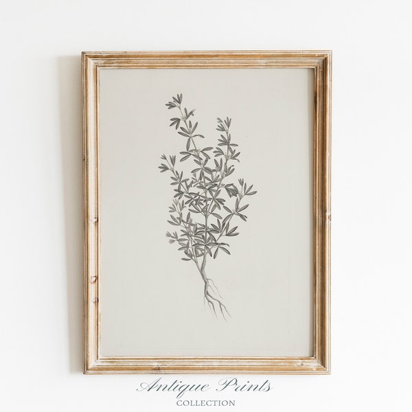 Neutral Botanical Print, Branch Drawing Wall Art, Minimalist Vintage Print, Flower Antique Vertical Wall Art, Botanical Sketch - PRINTABLE