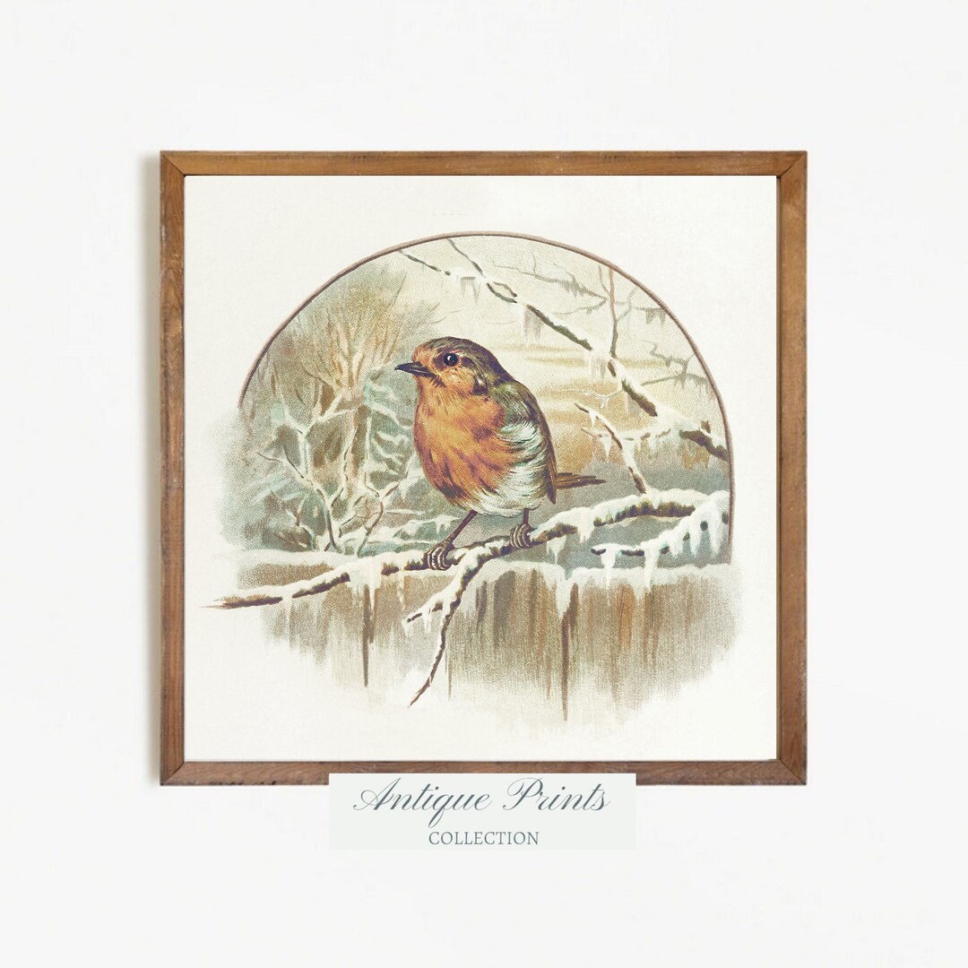 Vintage Bird Sketch Art Antique Bird Drawing Winter Nature - Etsy