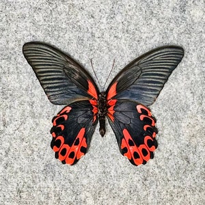 Scarlet Mormon Butterfly, Papilio rumanzovia semperinus, Male OR Female, Unmounted or Mounted, Real, Papered, Preserved, Dried