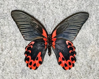 Scarlet Mormon Butterfly, Papilio rumanzovia semperinus, Male OR Female, Unmounted or Mounted, Real, Papered, Preserved, Dried