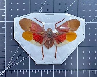 Orange Sunburst Lanternfly, Scamandra Sanguiflua, Mounted (Wings spread), real, dried, preserved specimen