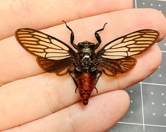 Red Devil Cicada, Huechys incarnata, Wings spread, real, preserved