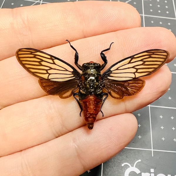 Red Devil Cicada, Huechys incarnata, Wings spread, real, preserved