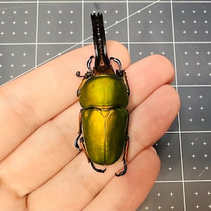 Sawtooth Stag Beetle, -40mm, Lamprima adolphinae, UNMOUNTED, male, real, dried, preserved specimen