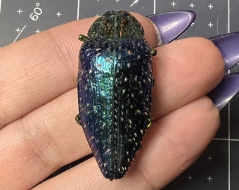 Malagasy Jewel Beetle, Polybothris sumptuosa gema, UNMOUNTED, real, dried, preserved