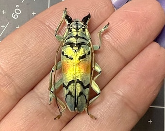 Sulawesiella rafaelae, Longhorn Beetle, UNMOUNTED, real, dried, preserved specimen