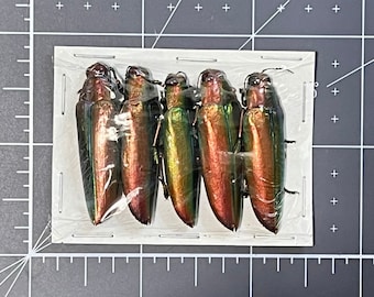 Copper-green Jewel Beetles, Chrysochroa aurora, Package of 5, UNMOUNTED, Buprestidae, real, preserved