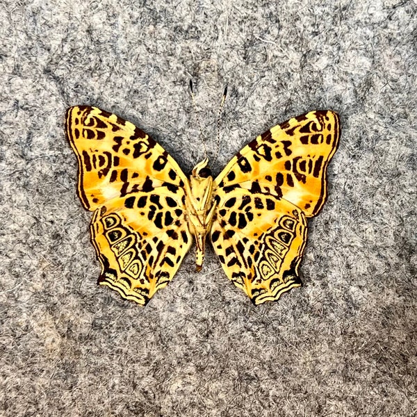 The Himalayan Jester butterfly, Symbrenthia hypselis, Wings folded OR Mounted (wings spread), Preserved, Dried, Real