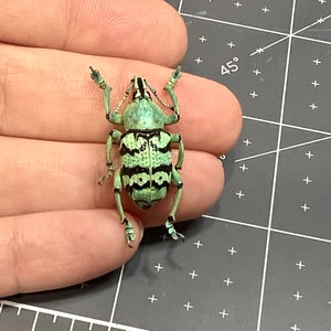 Green-blue Weevil, Eupholus chevrolati, Unmounted, real, preserved
