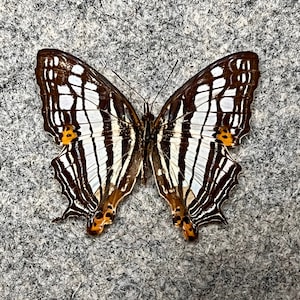 May include: A black and white striped butterfly with orange markings on its wings. The butterfly is spread out with its wings open.