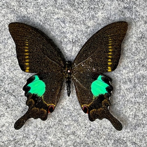 Paris Peacock Swallowtail butterfly, Papilio paris gedeensis, Unmounted (WINGS FOLDED), Male, Real, Preserved, Dried specimen