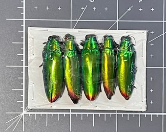 Green Jewel Beetles, Chrysochroa fulminans fulminans, Package of 5, UNMOUNTED, Buprestidae, real, preserved