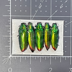 Jewel Beetles - Natural pieces of jewellery - Natural History Curiosities