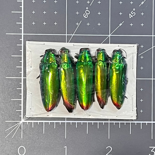 Green Jewel Beetles, Chrysochroa fulminans fulminans, Package of 5, UNMOUNTED, Buprestidae, real, preserved